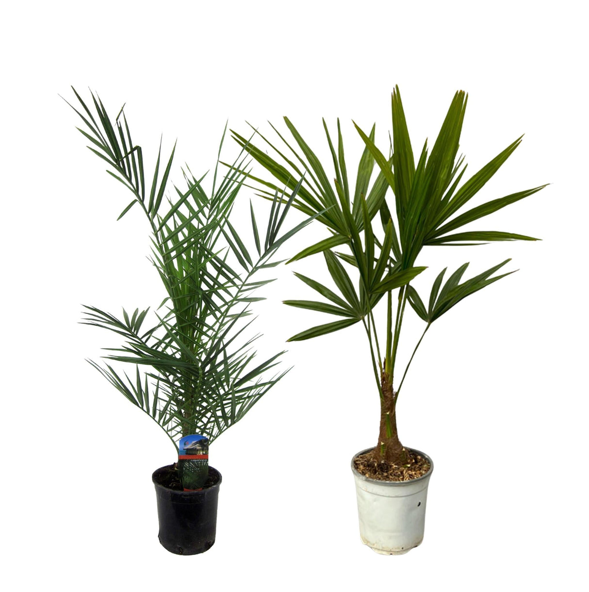 Livraison plante Phoenix Canariensis - 80 cm Ø15cm + Trachycarpus Fortuneii - 100 cm - Ø18cm