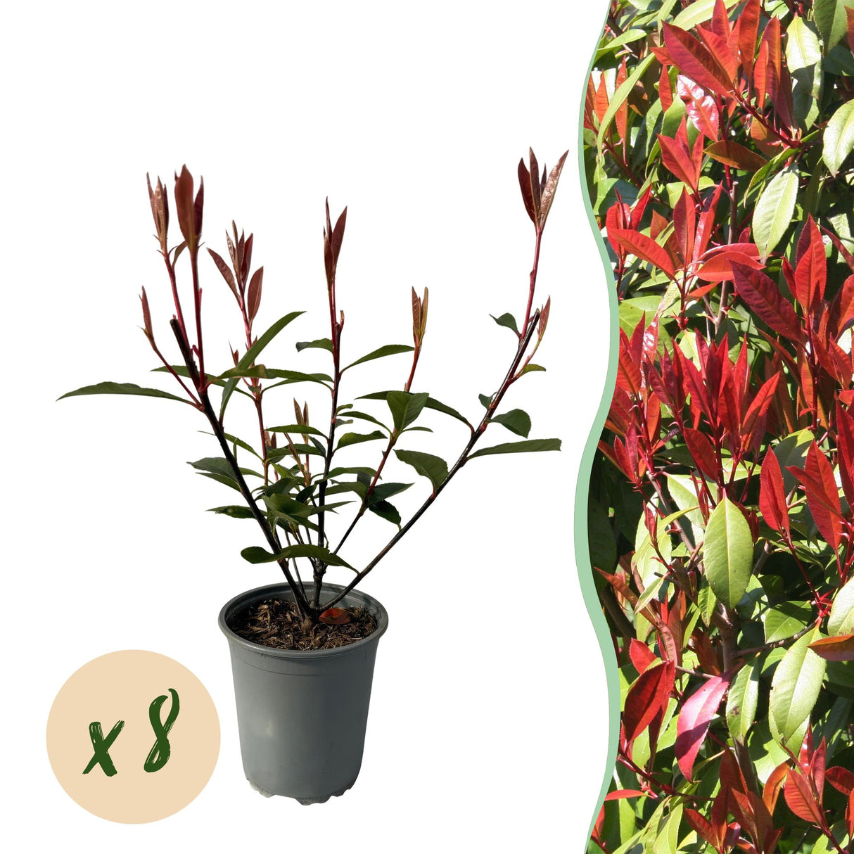 Livraison plante Photinia fraseri Carre Rouge – Lot de 8 – Hauteur 30 - 35 cm