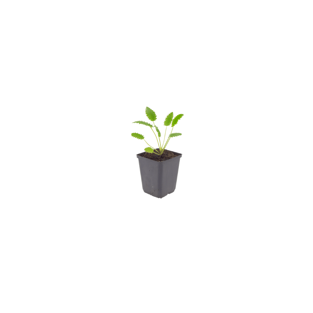Livraison plante Pimprenelle officinale Tanna