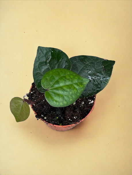 Livraison plante Piper Sp Indonesia Green