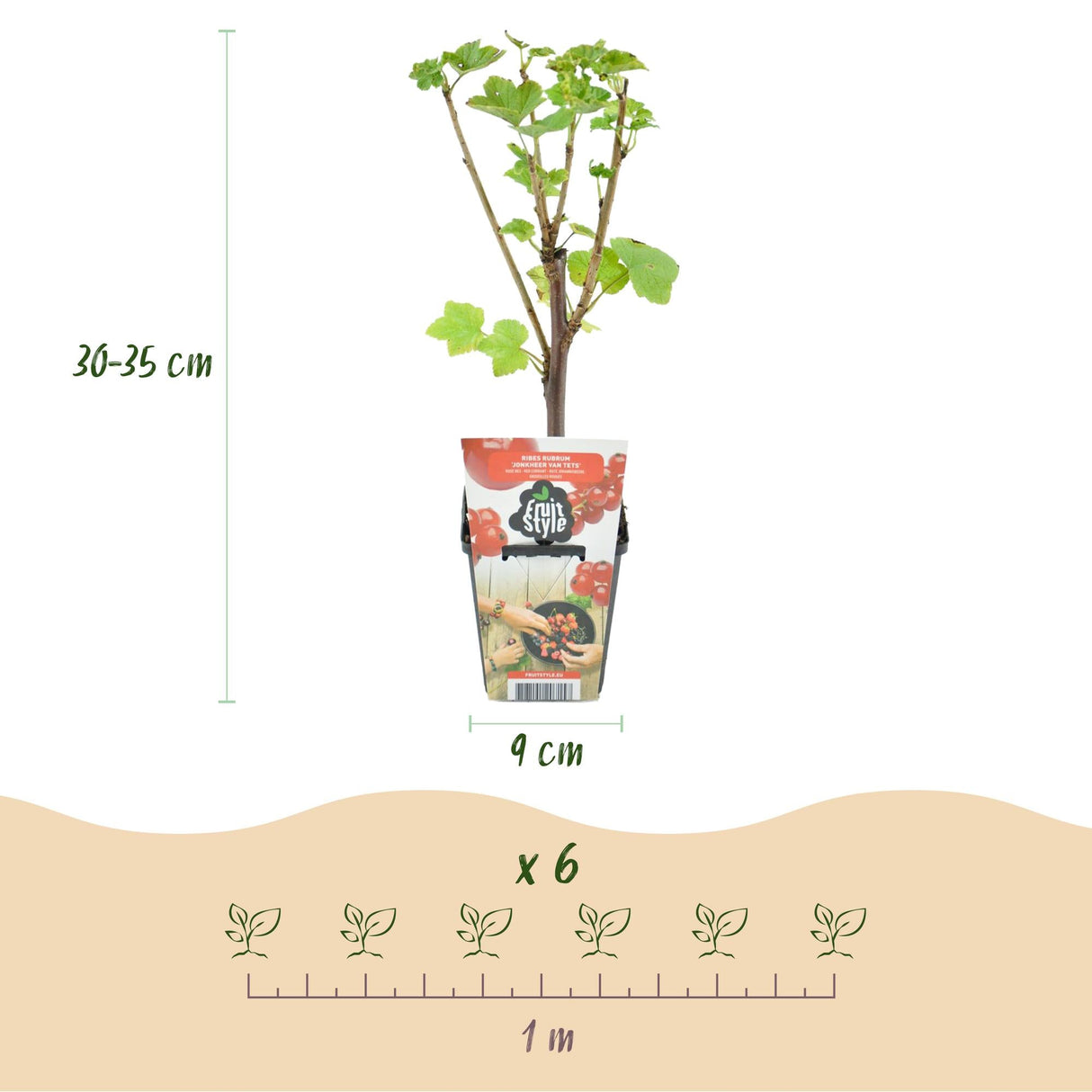 Livraison plante Plantes fruitières Rainbow – Lot de 4 – Pot 9 cm