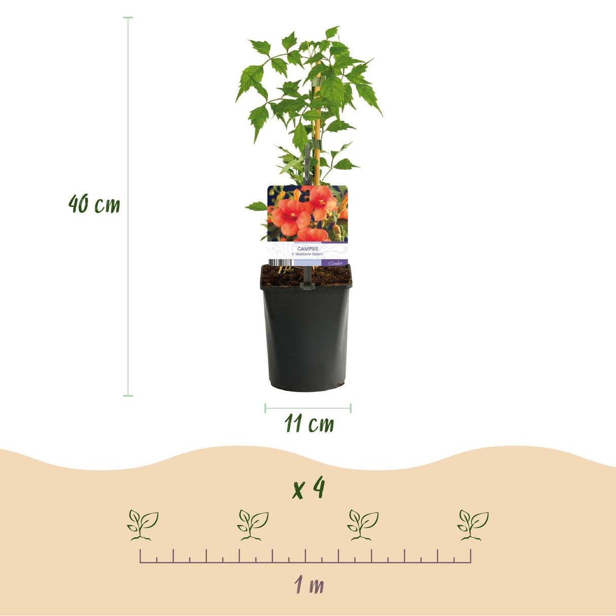 Livraison plante Plantes grimpantes – Lot de 4 – Pot 11 cm – Hauteur 40 cm