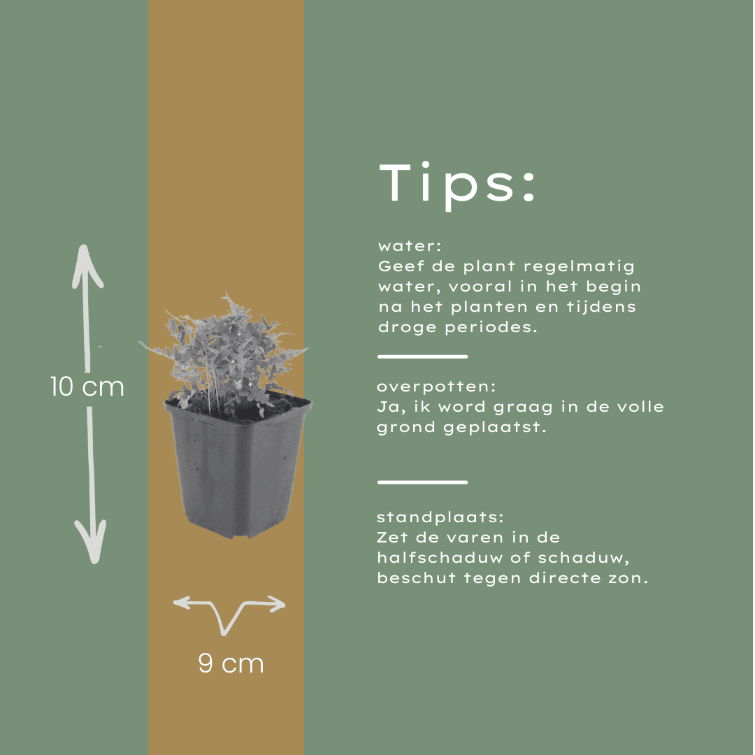 Livraison plante Polypode fougère