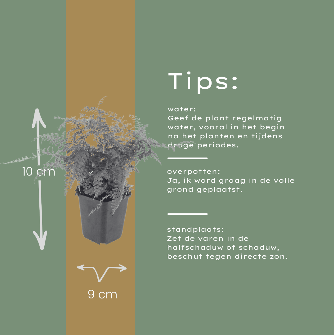 Livraison plante Polystichum fougère à peigne