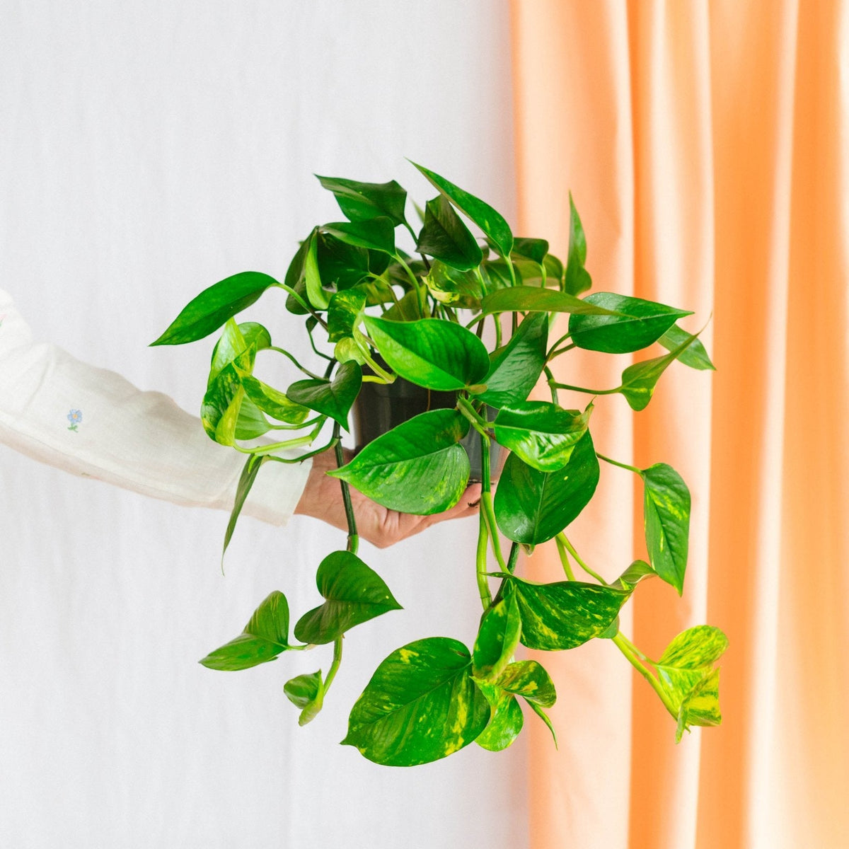 pothos doré Pothos Golden