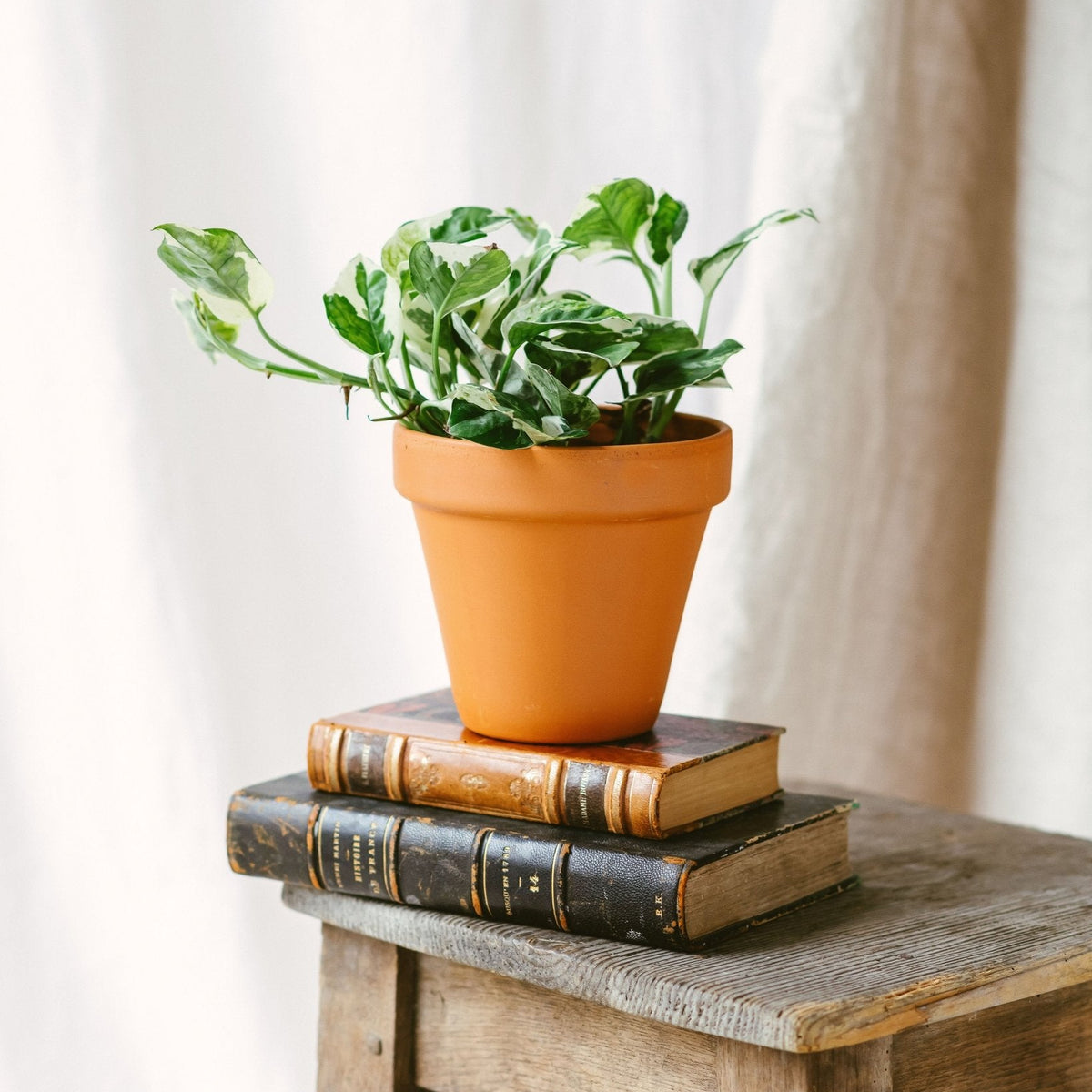 pothos retombant Pothos N'Joy
