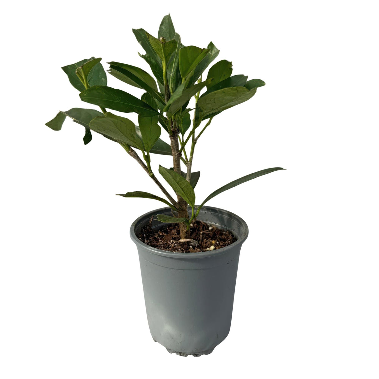 Livraison plante Prunus laurocerasus Caucasica – Lot de 8 – Hauteur 30 - 35 cm