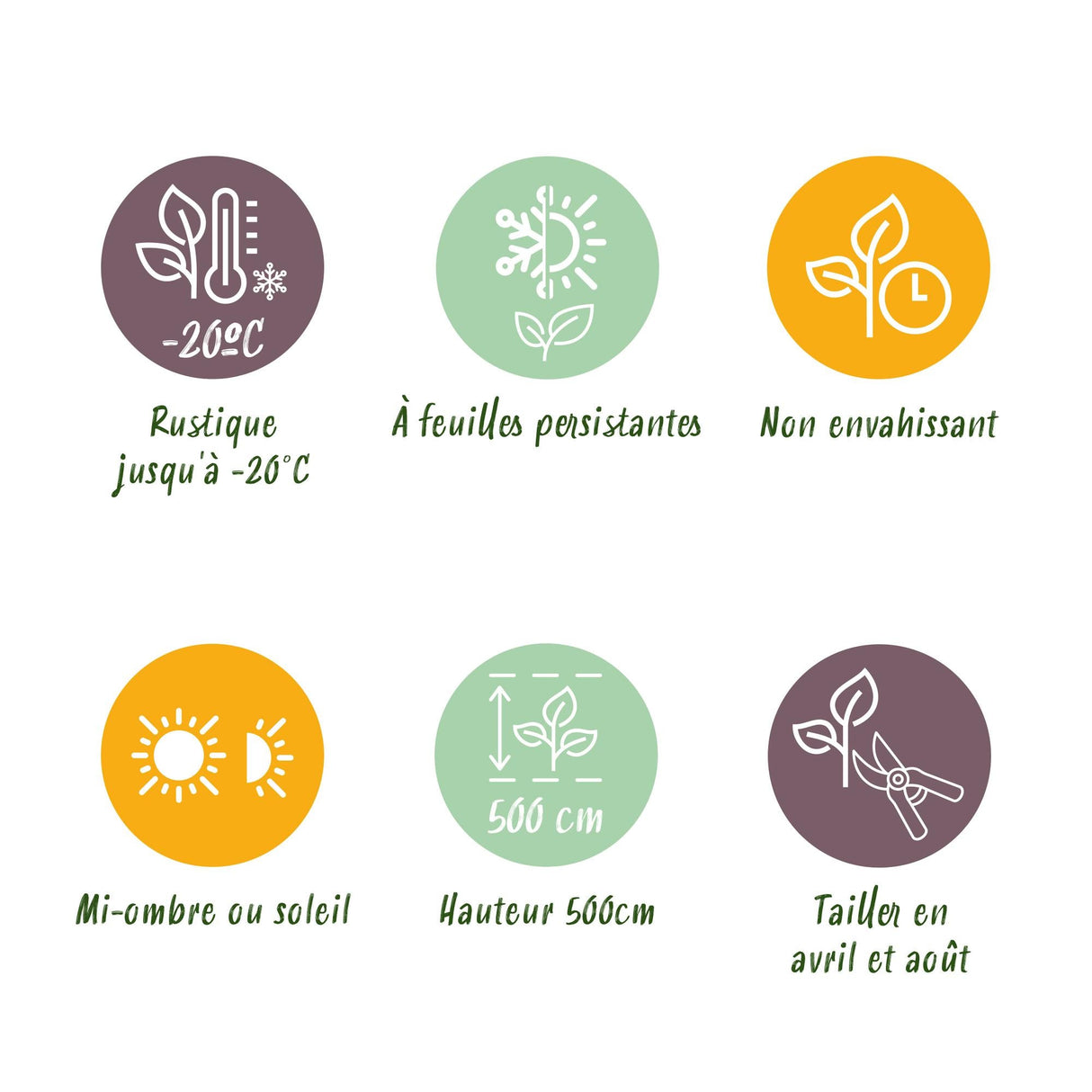 Livraison plante Prunus laurocerasus Etna – Lot de 6 – Hauteur 50 cm