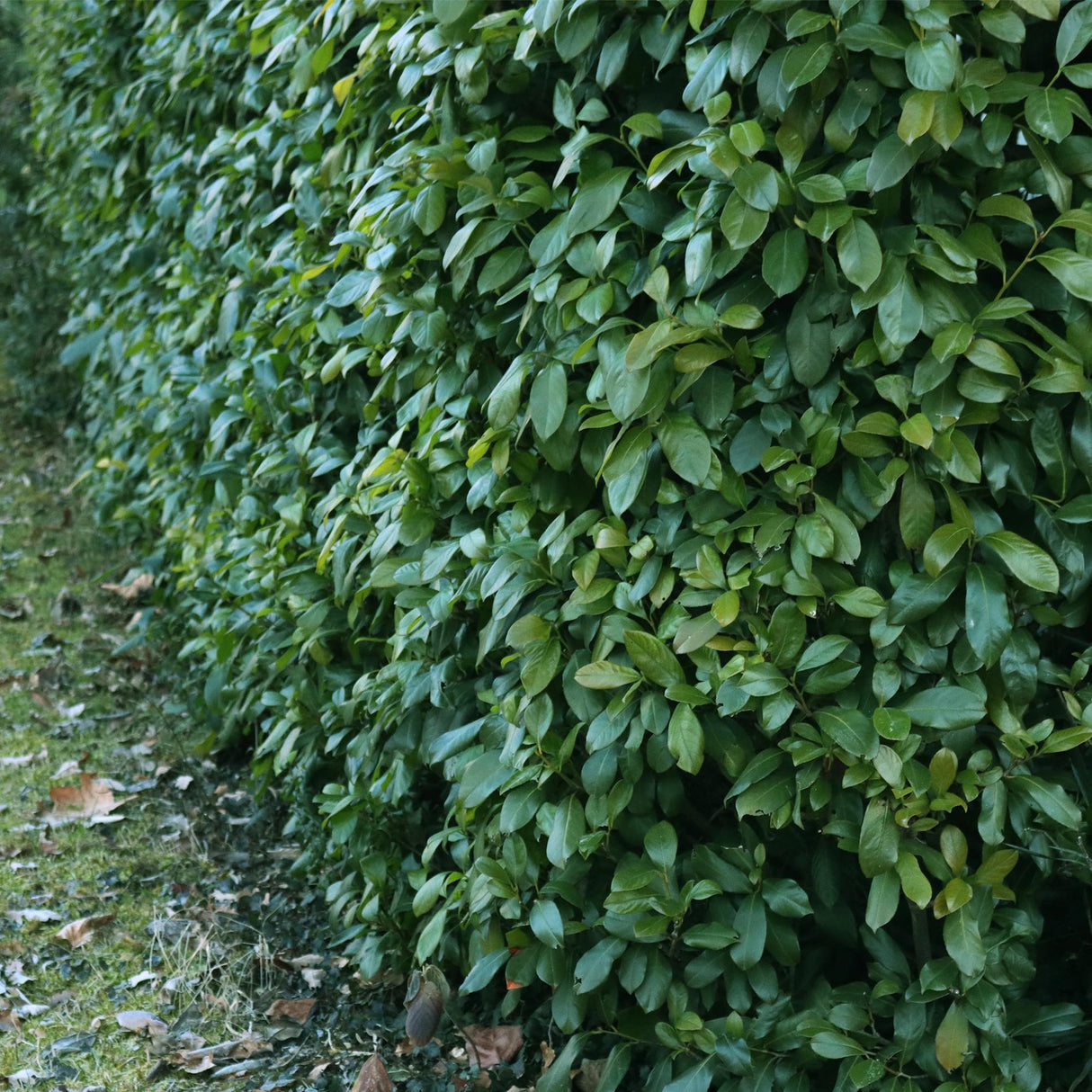 Livraison plante Prunus laurocerasus Etna – Lot de 6 – Hauteur 50 cm