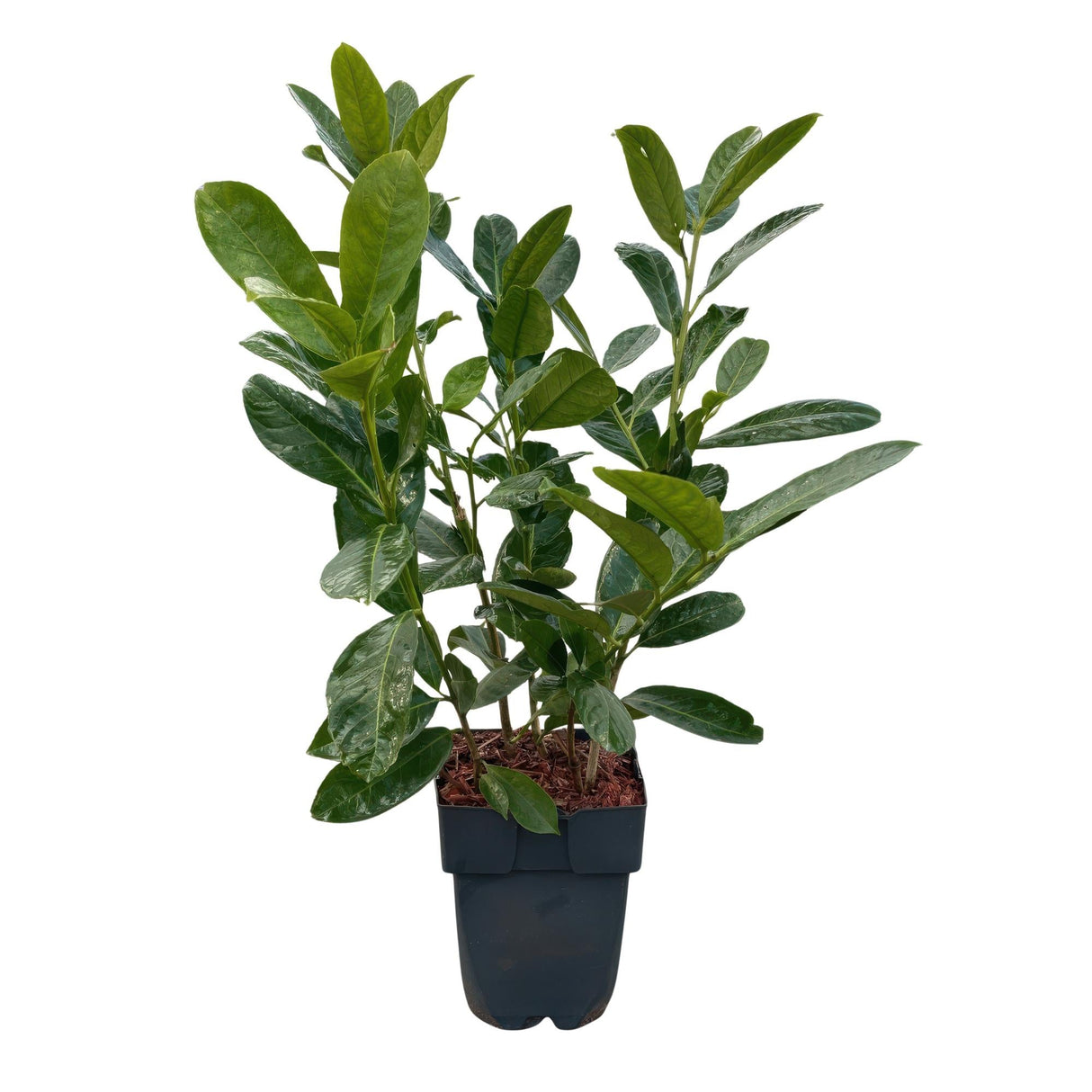Livraison plante Prunus laurocerasus Rotundifolia – Lot de 6 – Hauteur 50 cm