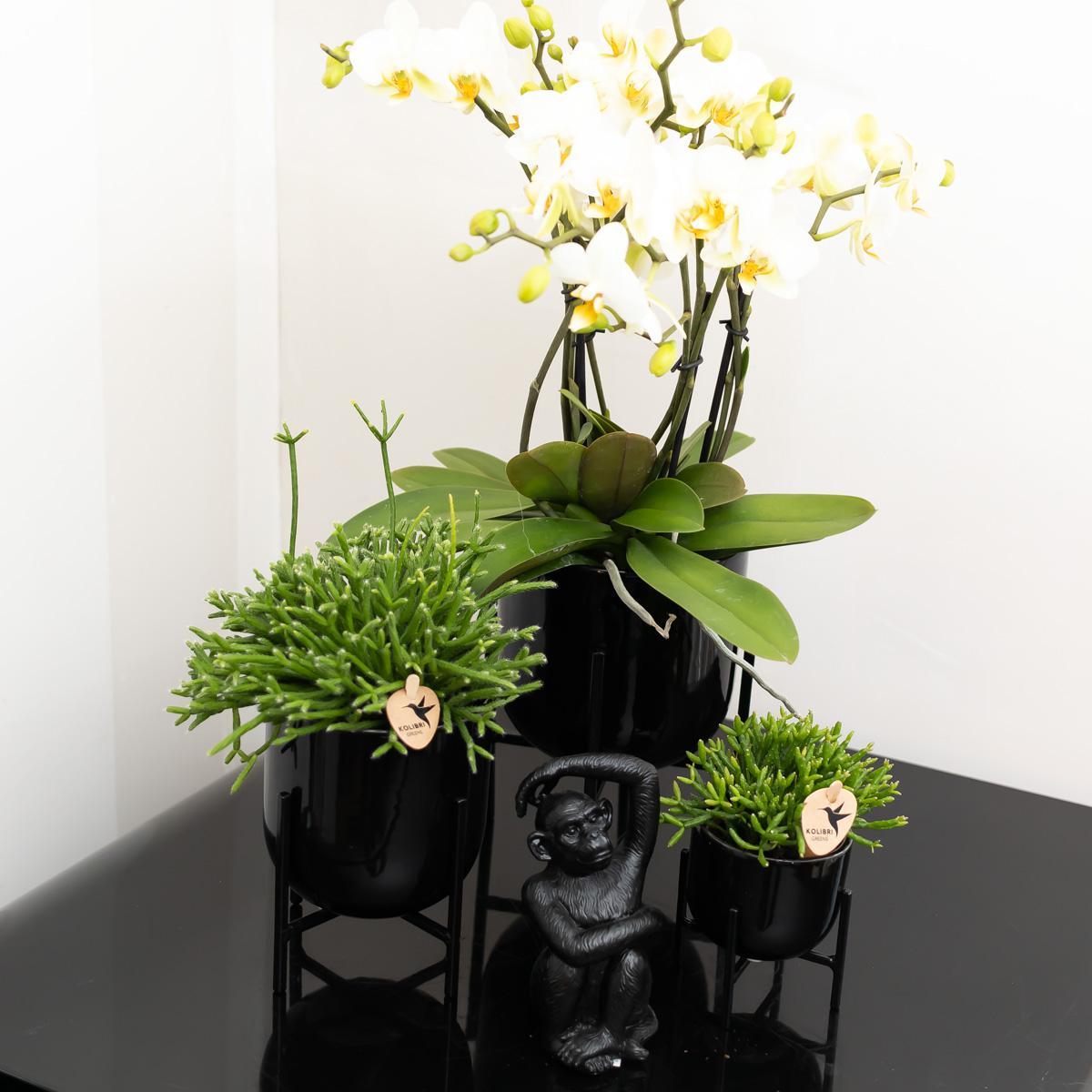 Livraison plante Rhipsalis Baccifera h15cm