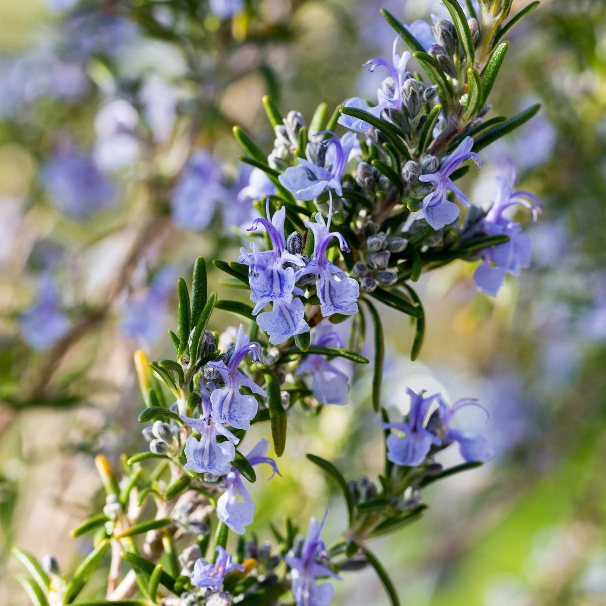 Livraison plante Romarin officinalis – Lot de 1 – Pot 19 cm – Hauteur 90 cm