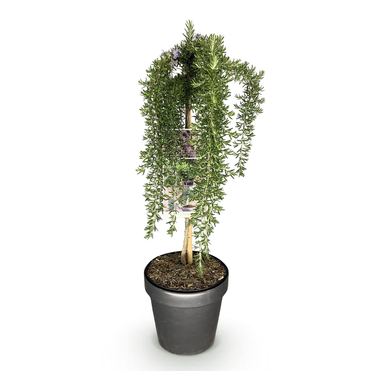 Livraison plante Romarin Prostratus – Pot 19 cm – Hauteur 90 cm