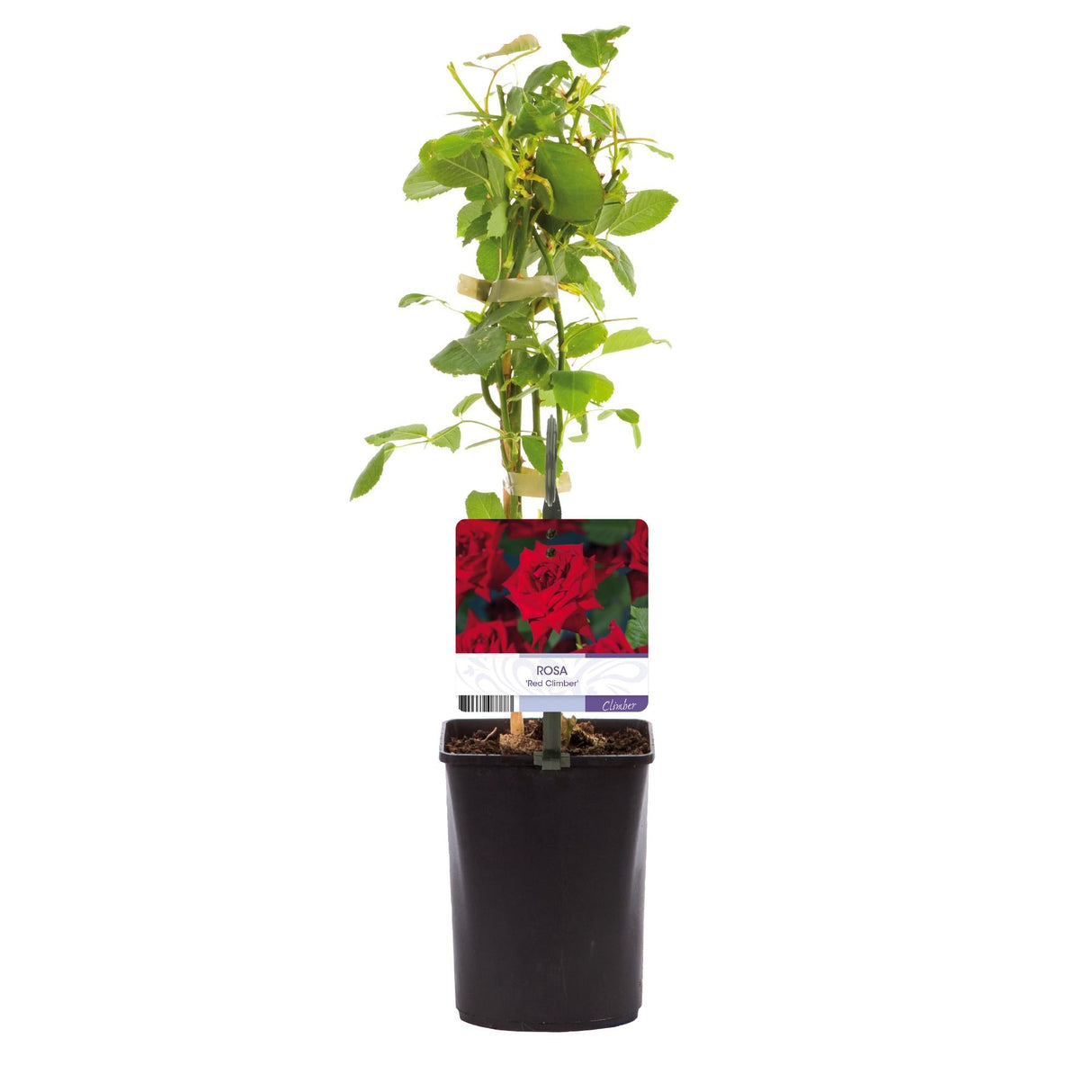Livraison plante Rose grimpante Red Climber – Lot de 2 – Hauteur 40 cm