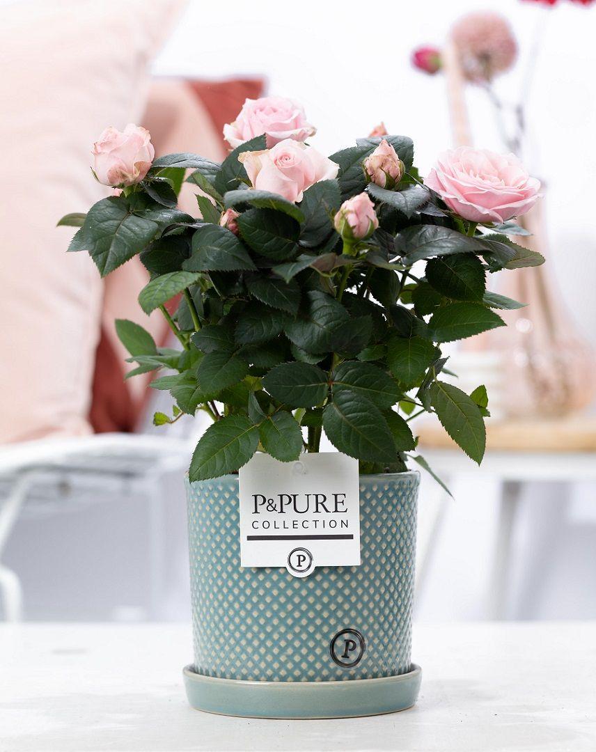 Livraison plante Rosier rose et pot en céramique vert