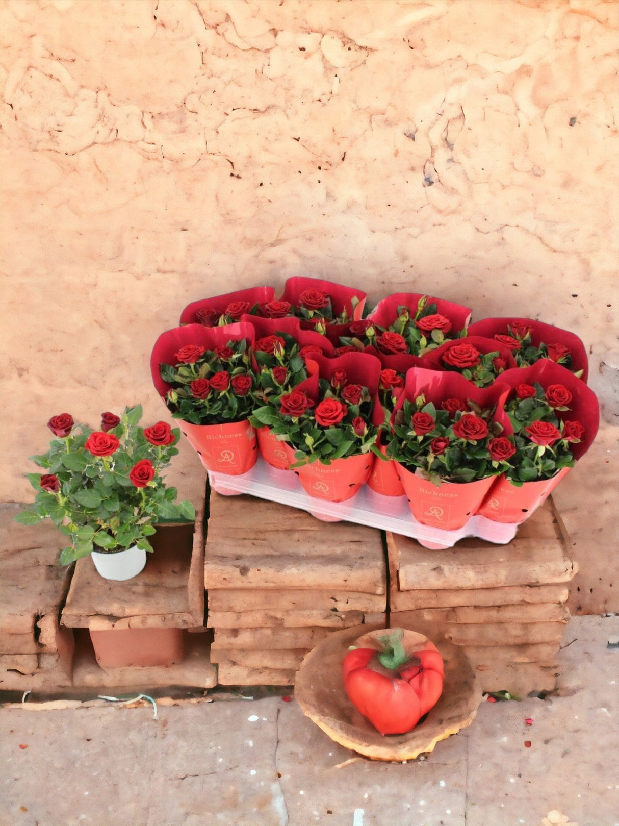 Livraison plante Rosier rouge d10,5cm h25cm