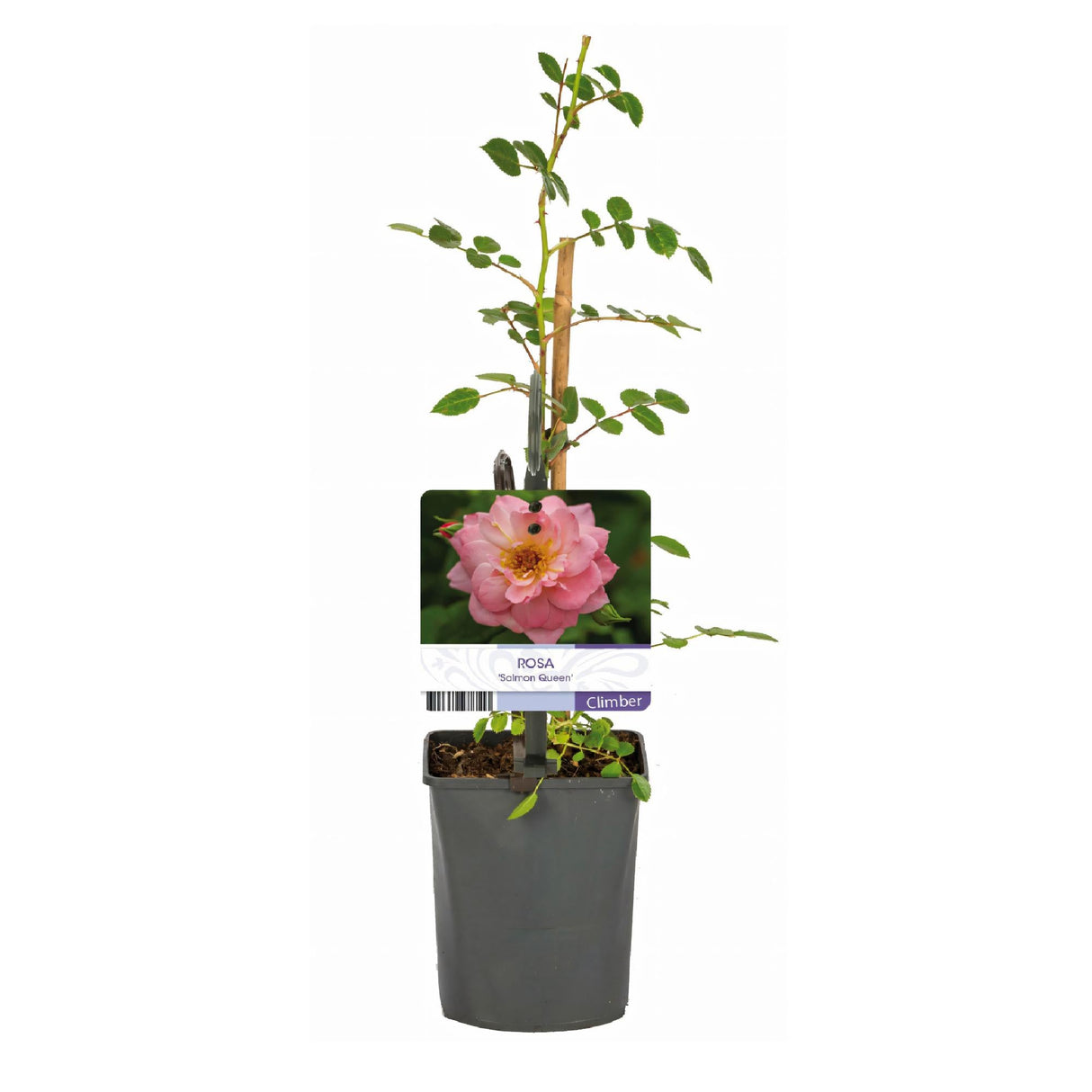 Livraison plante Rosier Salmon Queen – Lot de 2 – Pot 11 cm – Hauteur 40 cm