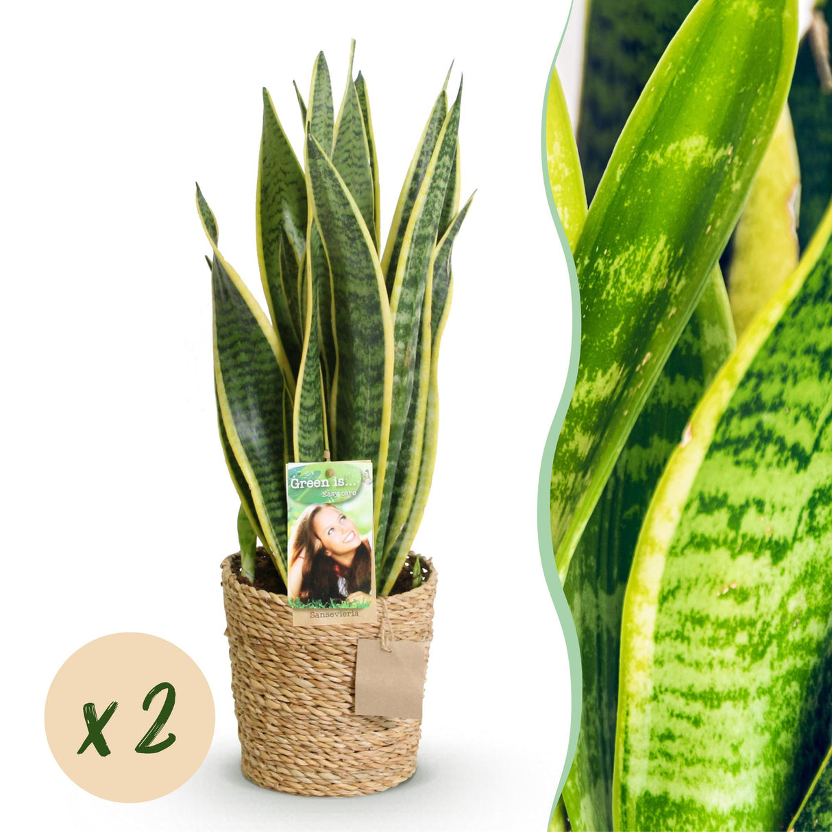 Livraison plante Sanseveria Laurentii – Lot de 2 – Hauteur 60 - 70 cm
