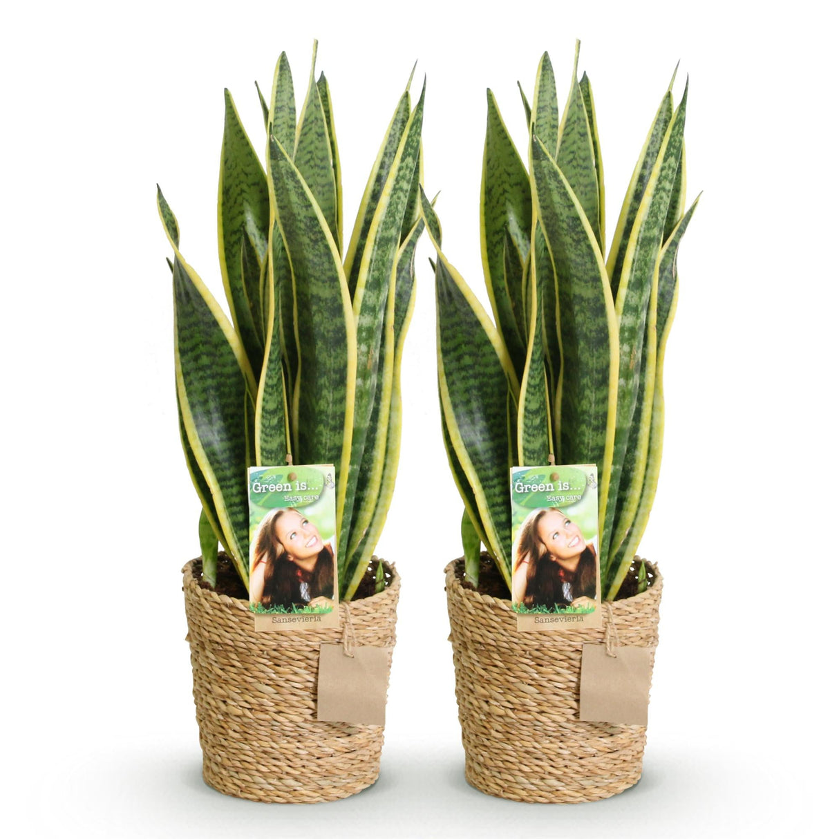 Livraison plante Sanseveria Laurentii – Lot de 2 – Hauteur 60 - 70 cm