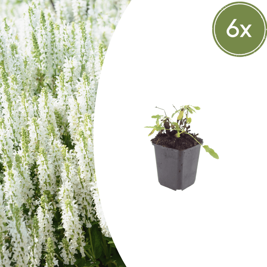 Livraison plante Sauge des bois