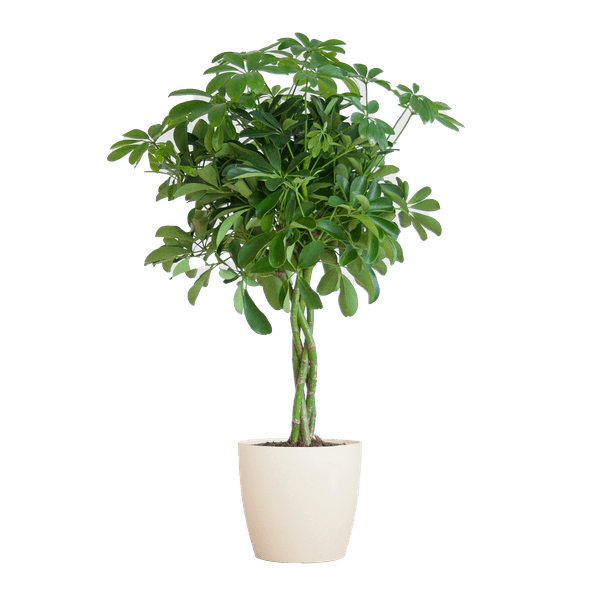 Livraison plante Schefflera Nora et son pot