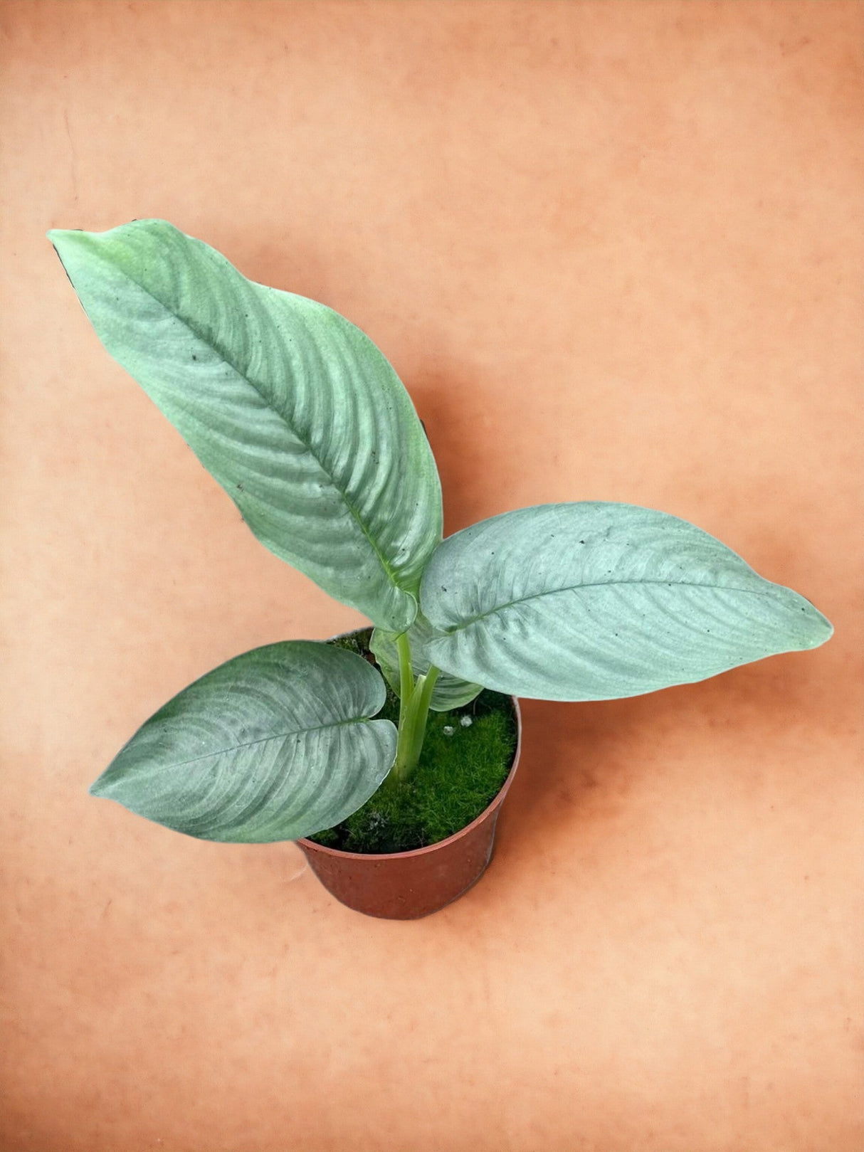 Livraison plante Schismatoglottis Hendrikii