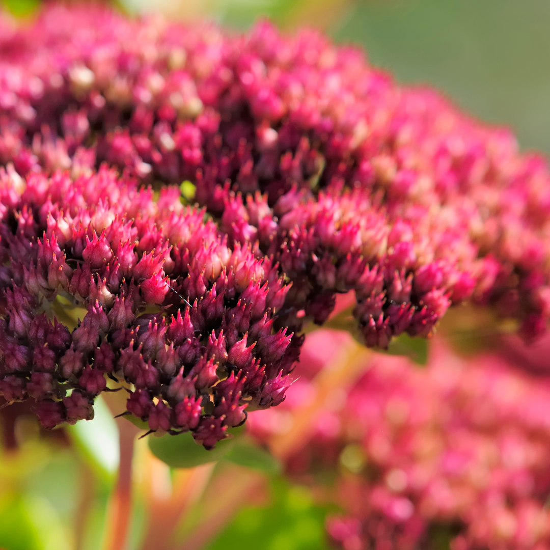 Livraison plante Sedum matrona