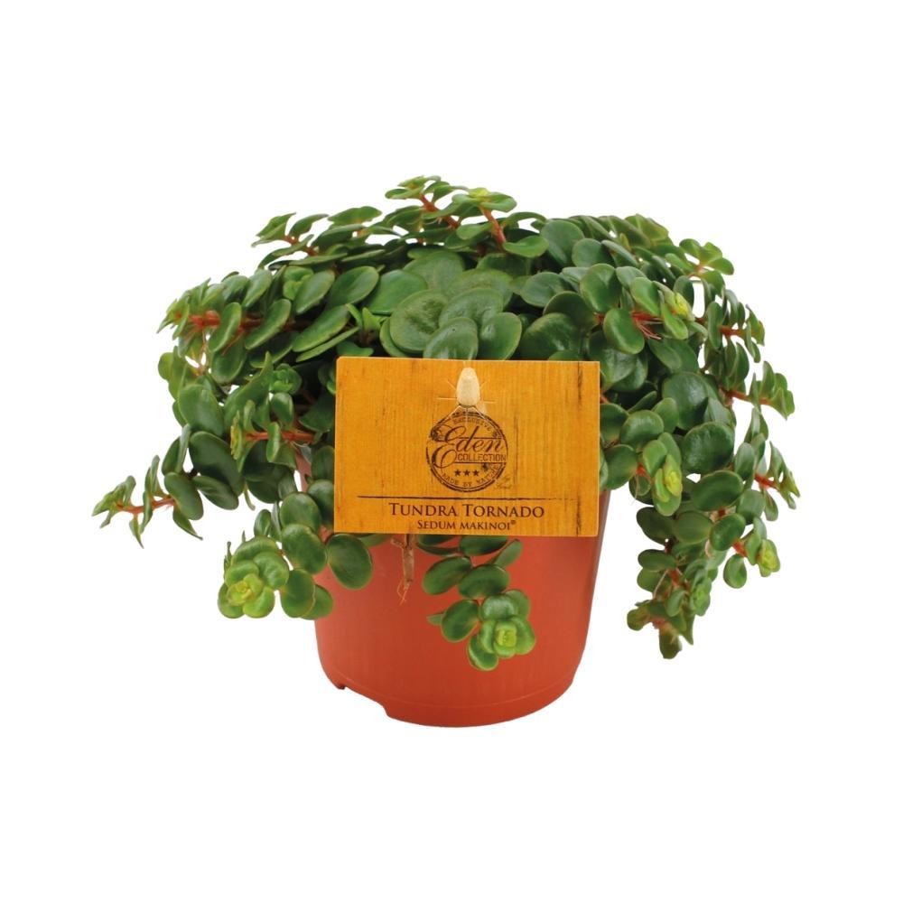 Livraison plante Sedum Tornado