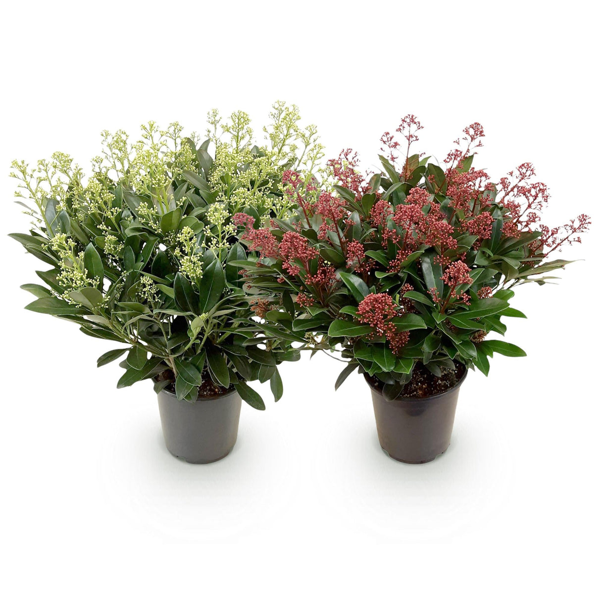 Livraison plante Skimmia japonica Duo – Lot de 2 – Pot 19 cm – Hauteur 60 cm
