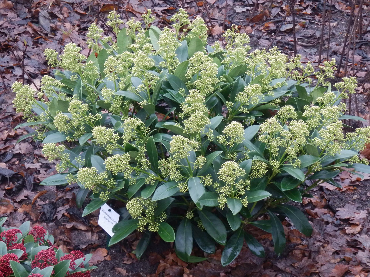 Livraison plante Skimmia japonica Finchy – Lot de 2 – Hauteur 60 cm