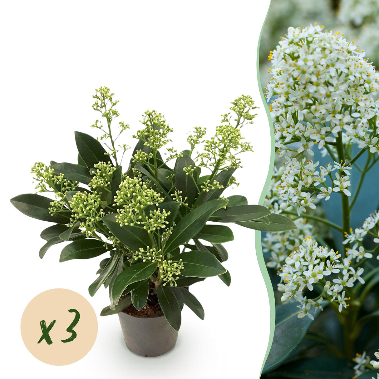 Livraison plante Skimmia japonica Finchy – Lot de 3 – Pot 10,5 cm