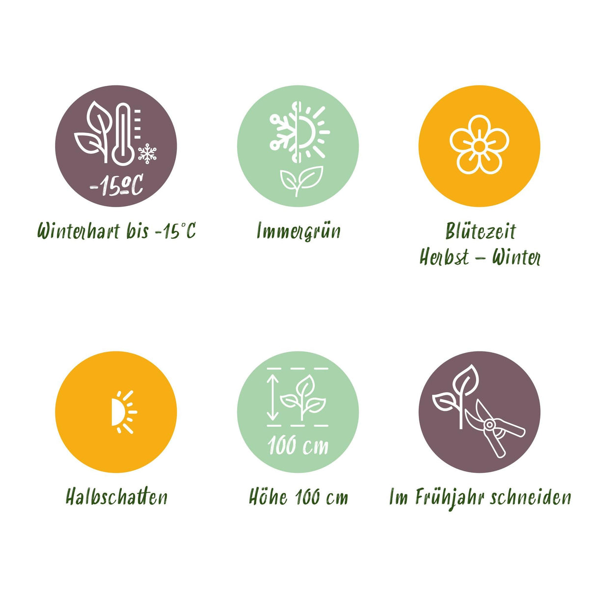 Livraison plante Skimmia japonica Finchy – Lot de 3 – Pot 15cm – Hauteur30cm