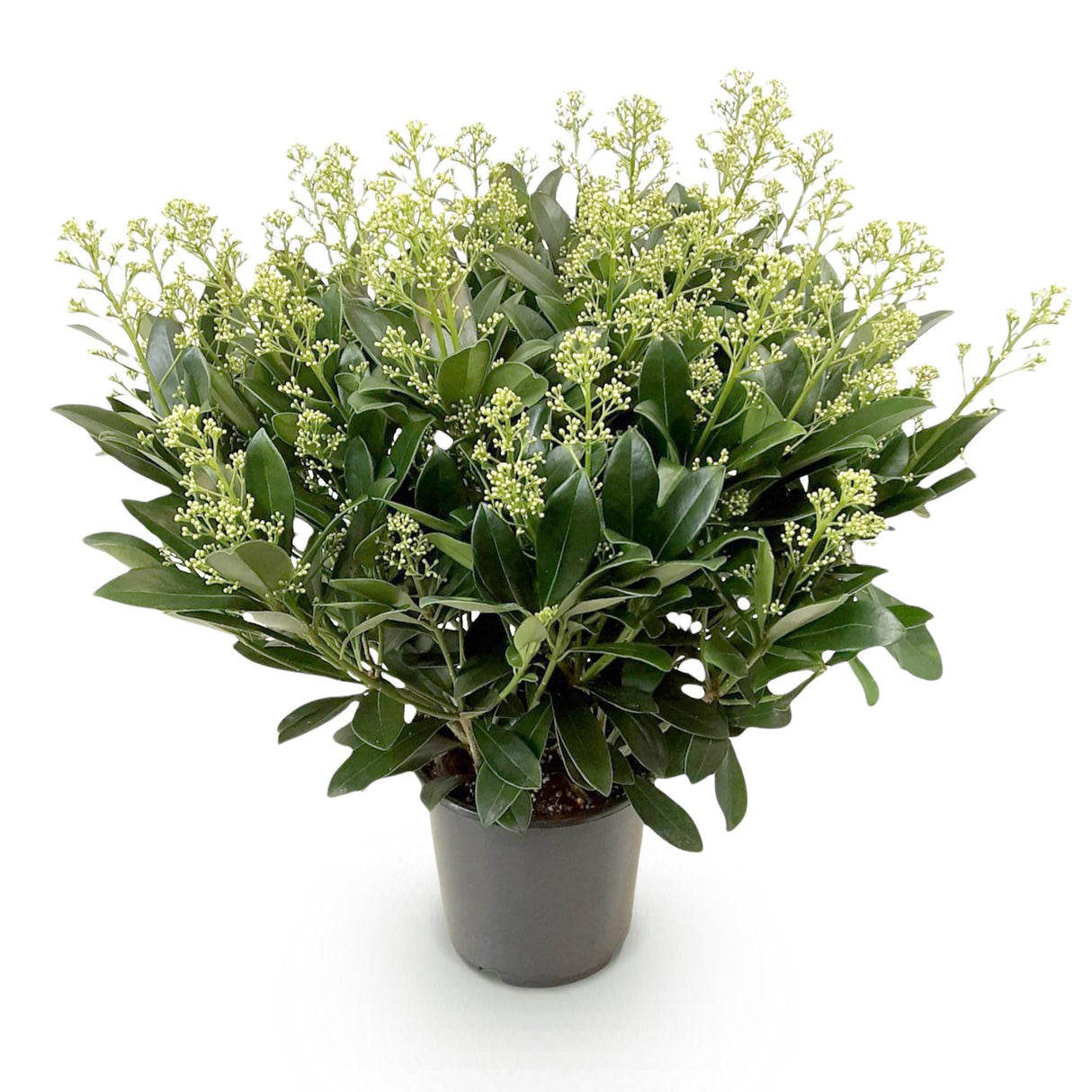 Livraison plante Skimmia japonica Finchy – Pot 19 cm – Hauteur 60 cm
