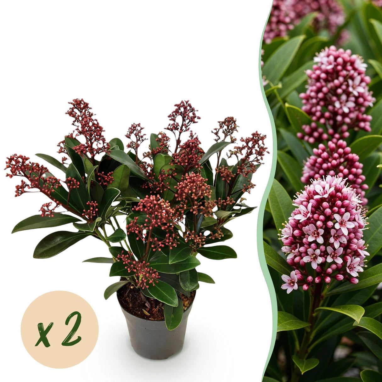 Livraison plante Skimmia japonica Rubella – Lot de 2 – Pot 10,5 cm
