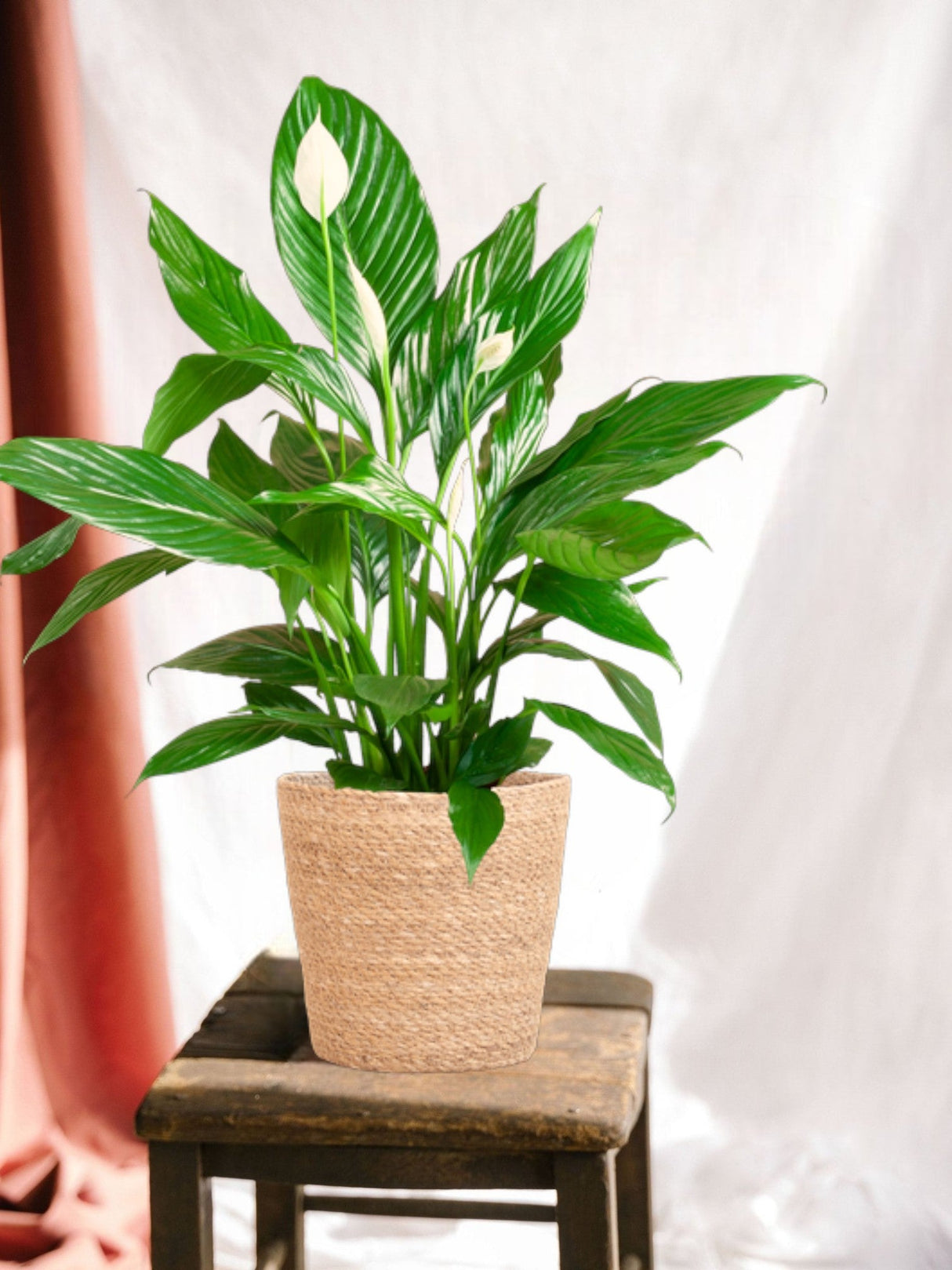Livraison plante Spathiphyllum et son pot