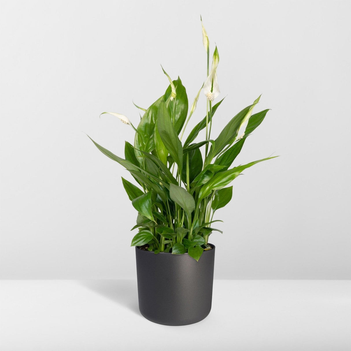 Livraison plante Spathiphyllum h45cm