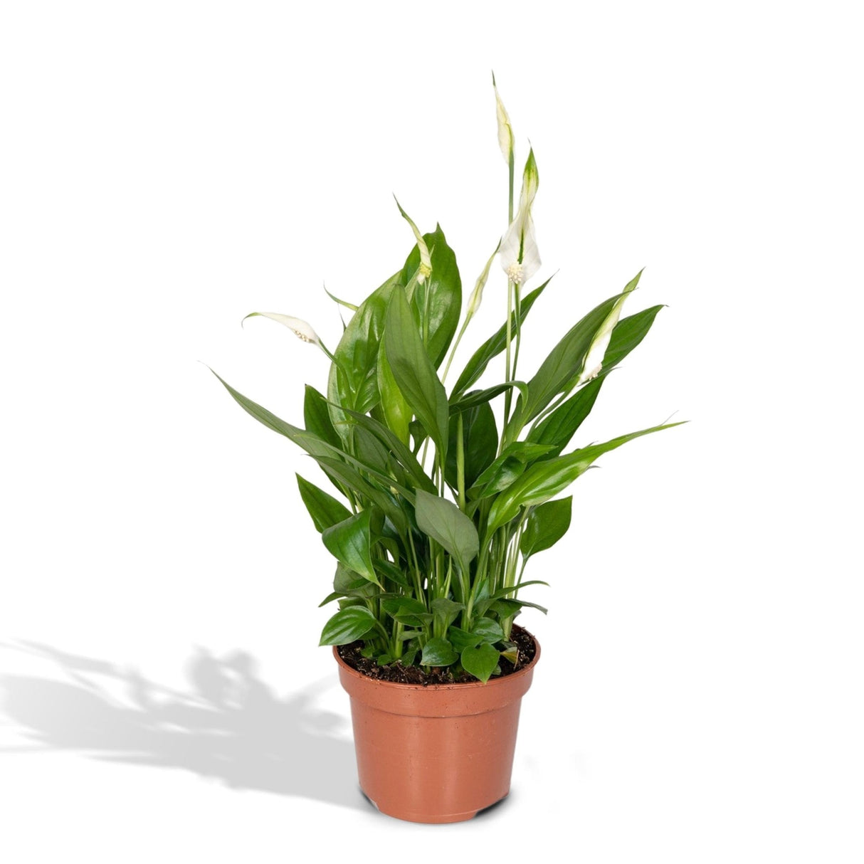 Livraison plante Spathiphyllum h45cm