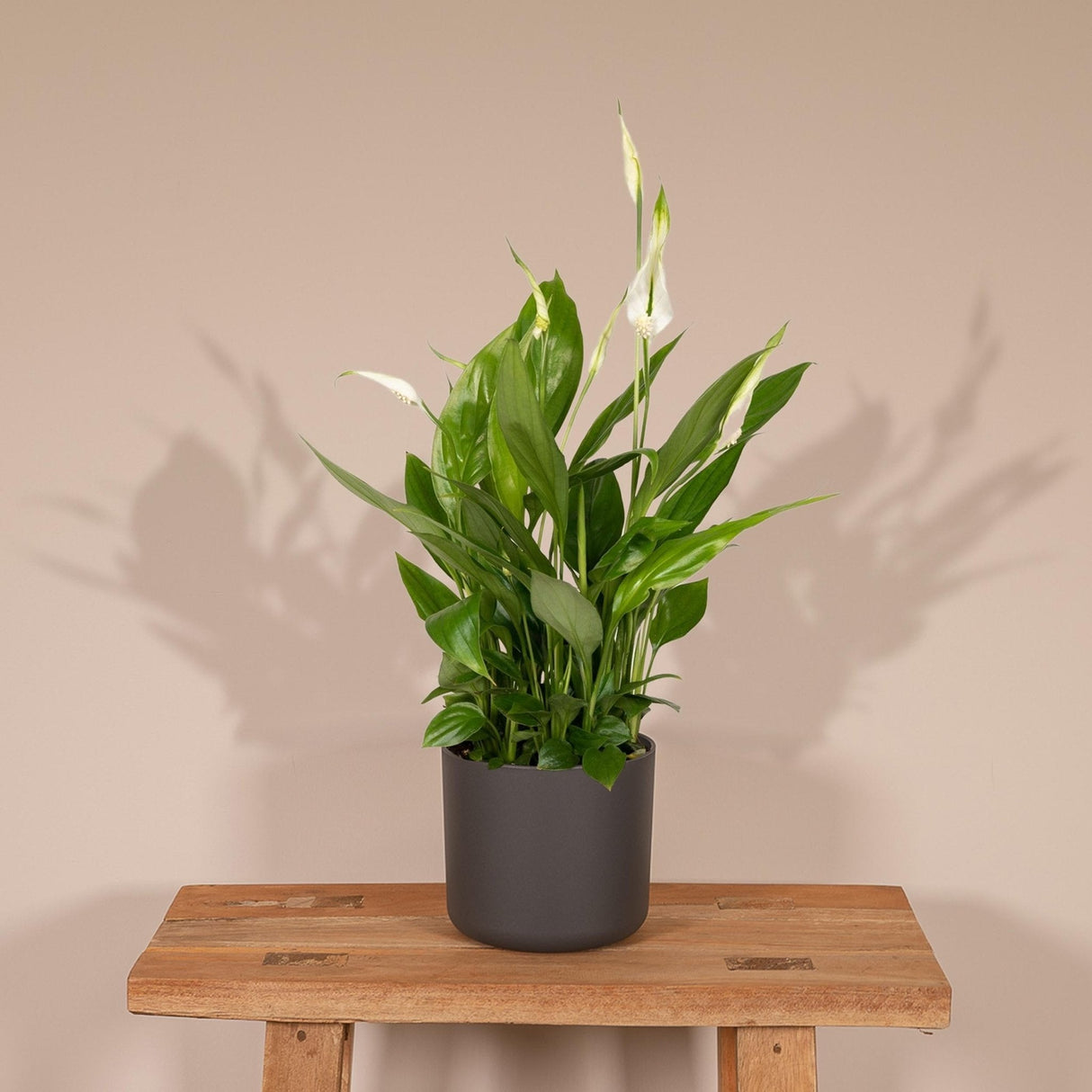 Livraison plante Spathiphyllum h45cm