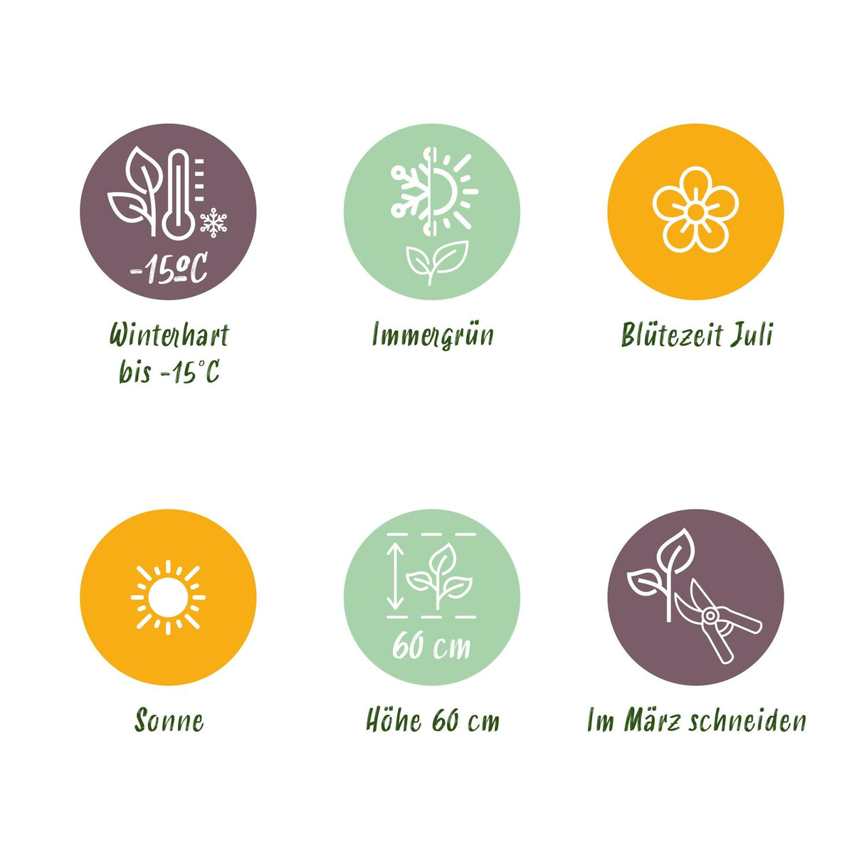 Livraison plante Stipa tenuifolia Pony Tails – Lot de 4 – Hauteur 50 cm