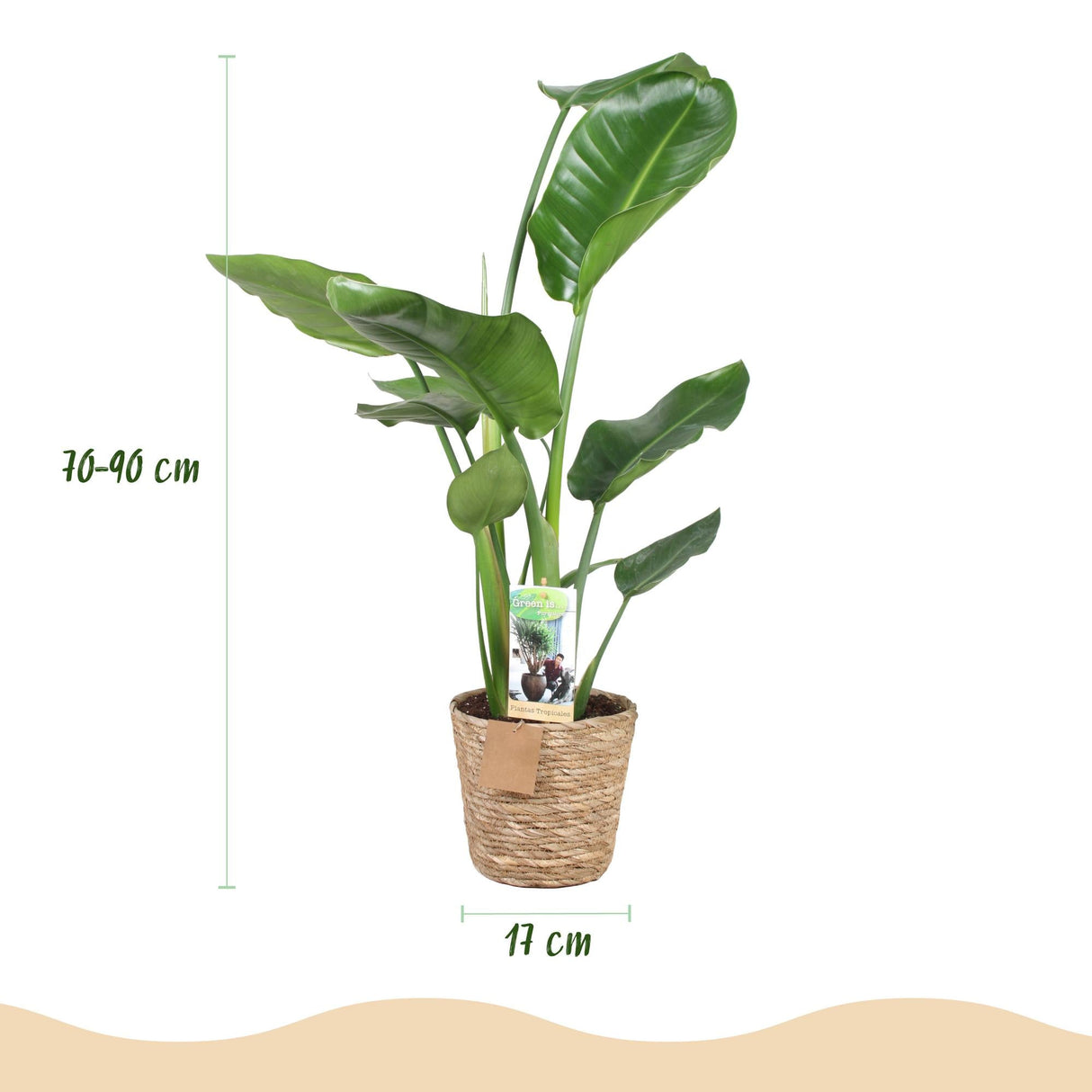 Livraison plante Strelitzia Nicolai et panier H80cm