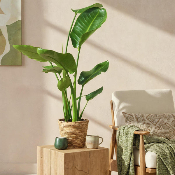 Livraison plante Strelitzia nicolai – Lot de 2 – Pot 17 cm – Hauteur 70 - 90cm