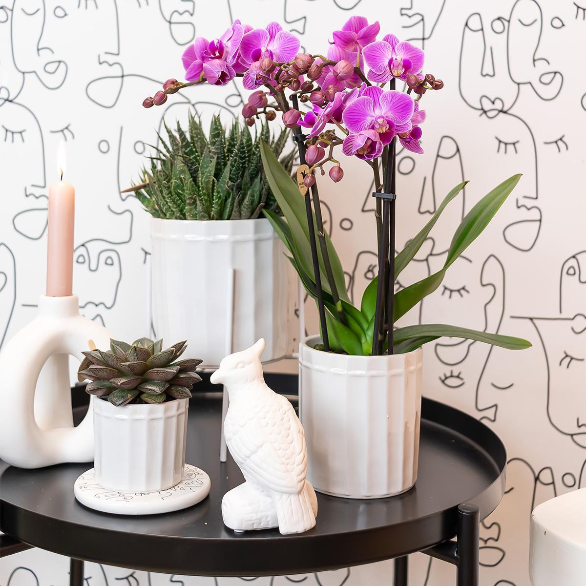 Livraison plante Succulent Echeveria Purpusorum en pot - Plante d'intérieur