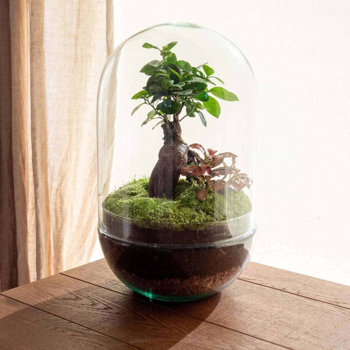 RIO -Terrarium Bonsaï