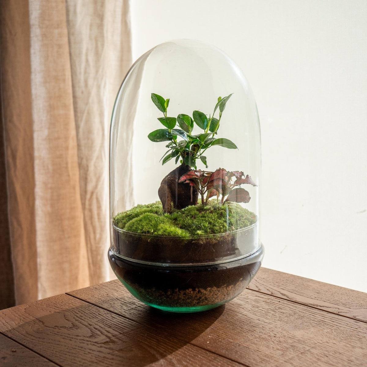 terrarium pour plante Terrarium sous Cloche Idée cadeau sans entretien