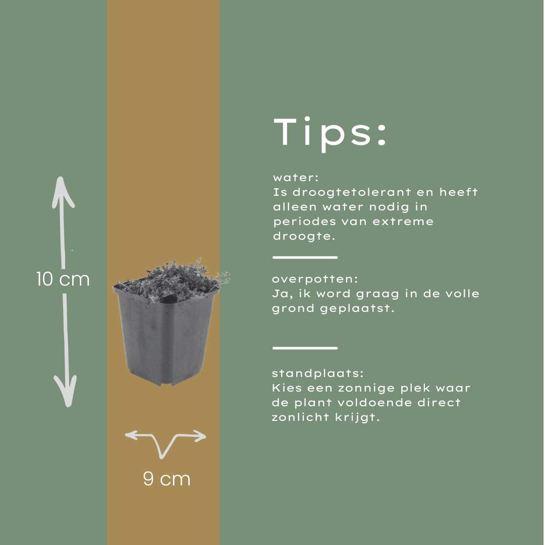 Livraison plante Thym coccineus