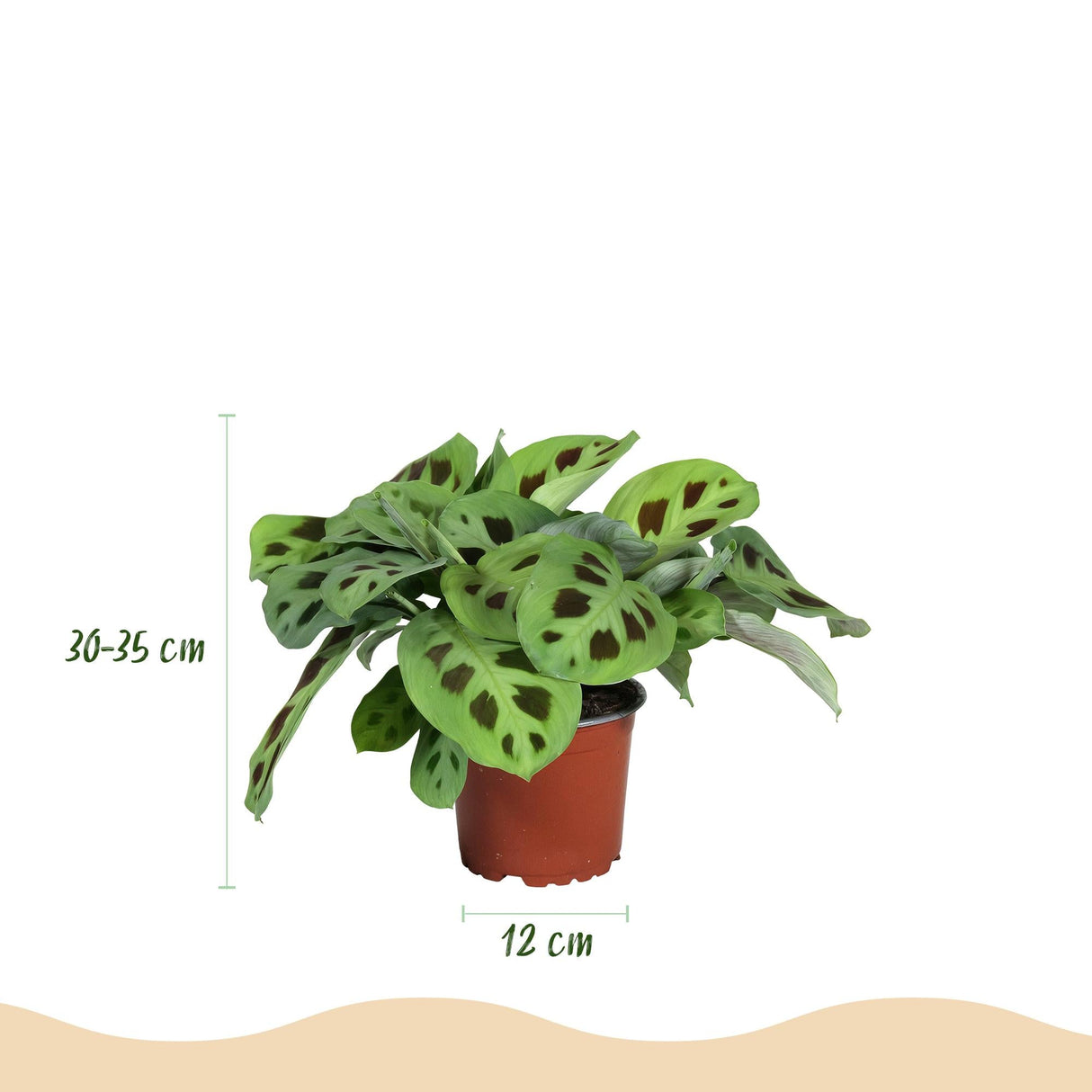 Livraison plante Trio de Maranta