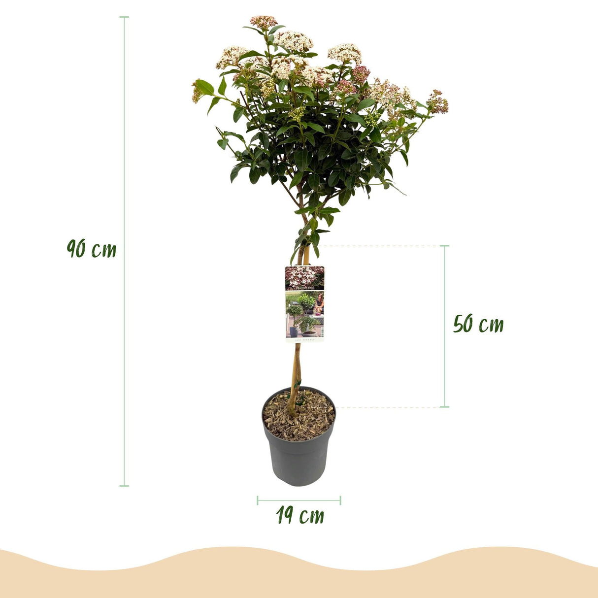 Livraison plante Viburnum tinus Eve Price – Pot 19 cm – Hauteur 90 cm