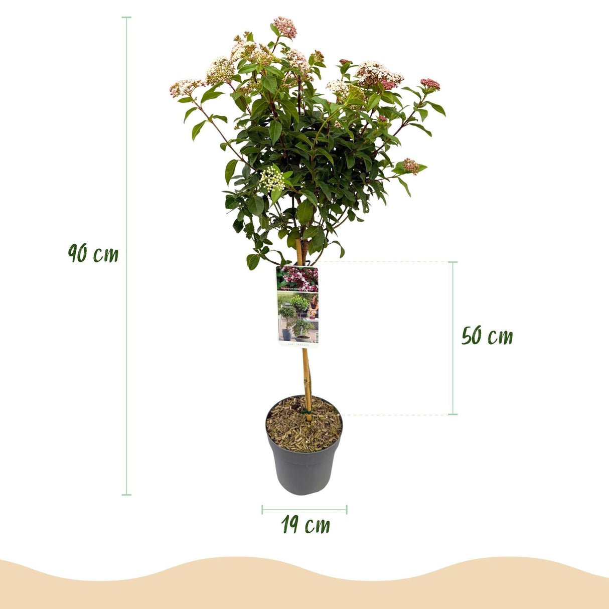 Livraison plante Viburnum tinus – Lot de 1 – Pot 19 cm – Hauteur 90 cm