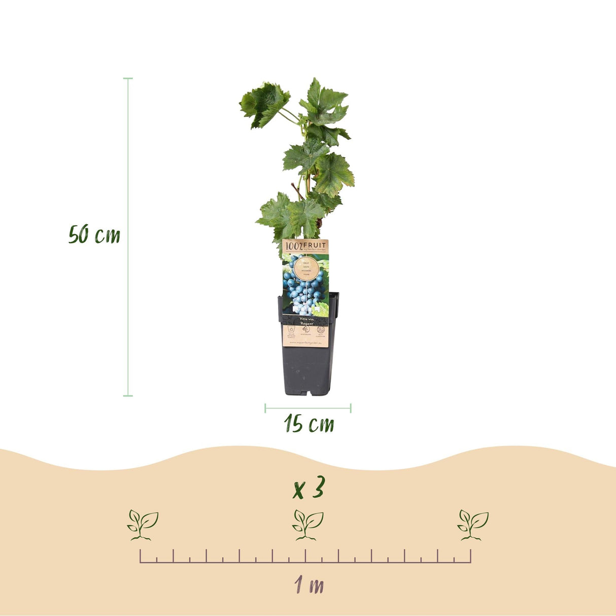 Livraison plante Vigne Regent – Lot de 2 – Pot 15 cm – Hauteur 50 cm