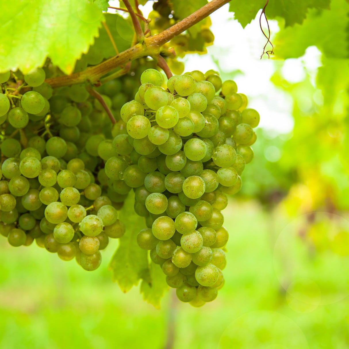 Livraison plante Vigne Vroege van der Laan – Lot de 2 – Pot 15 cm